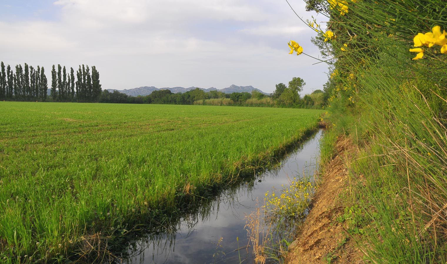 Foin De Crau Irrigation Douliere Hay France Foin De Crau Irrigation Douliere Hay France