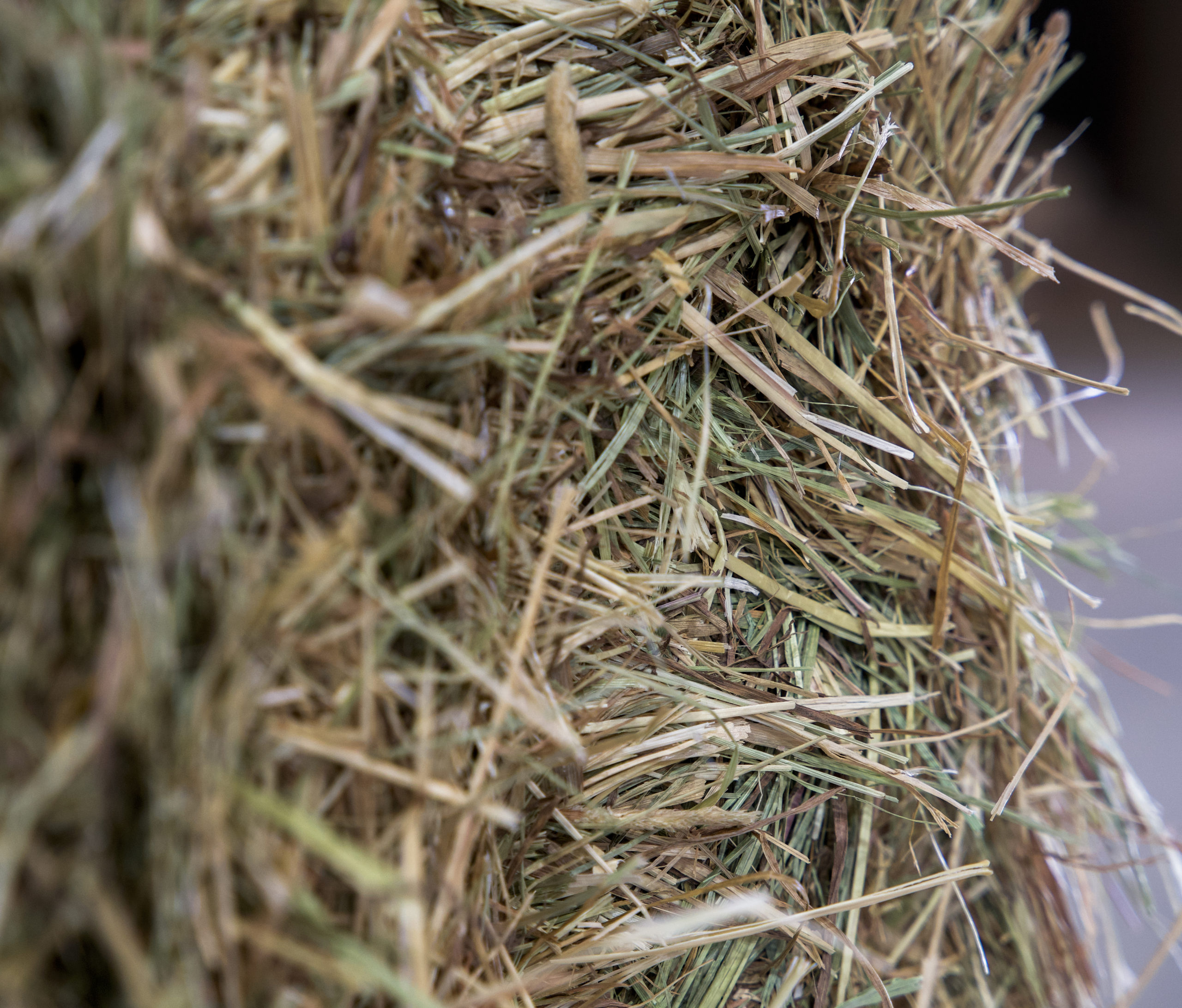 Timothy Grass Hay For Horses